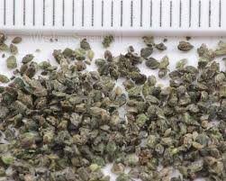 Attēlu rezultāti vaicājumam “Urtica dioica fruit”