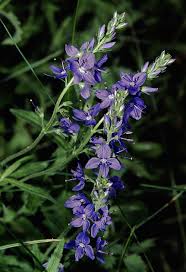 Image result for Veronica teucrium