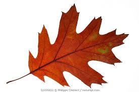 Attēlu rezultāti vaicājumam “Quercus rubra leaf”