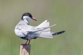 Attēlu rezultāti vaicājumam “Chlidonias hybrida”
