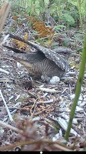 Attēlu rezultāti vaicājumam “Caprimulgus europaeus nest”