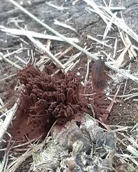Attēlu rezultāti vaicājumam “Stemonitis splendens”