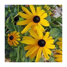 Image result for Rudbeckia fulgida
