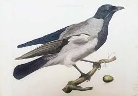 Attēlu rezultāti vaicājumam “Corvus cornix”