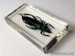 Attēlu rezultāti vaicājumam “Aromia moschata”