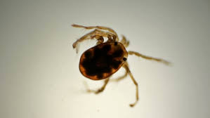 Attēlu rezultāti vaicājumam “Hydrachna”