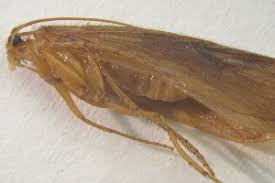 Attēlu rezultāti vaicājumam “Potamophylax”