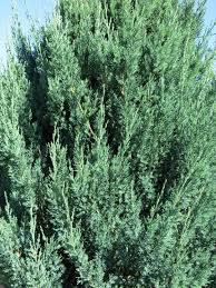 Attēlu rezultāti vaicājumam “Juniperus chinensis”