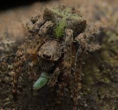 Attēlu rezultāti vaicājumam “Gibbaranea gibbosa”