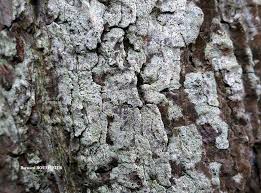 Attēlu rezultāti vaicājumam “Cliostomum corrugatum”