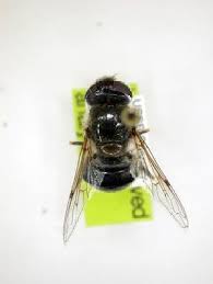 Attēlu rezultāti vaicājumam “Eristalis sp.”