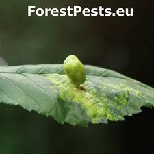 Attēlu rezultāti vaicājumam “Tetraneura ulmi”