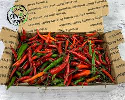 Afbeeldingsresultaat voor thai bird pepper hot pepper
