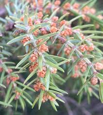 Attēlu rezultāti vaicājumam “Juniperus communis male flower”