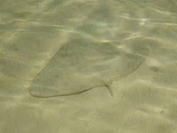 Image result for Gymnura altavela