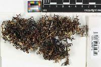 Attēlu rezultāti vaicājumam “Cetraria ericetorum”