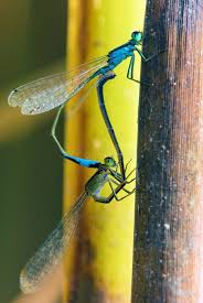 Attēlu rezultāti vaicājumam “Enallagma cyathigerum male”