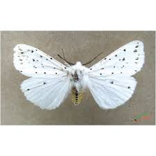 Attēlu rezultāti vaicājumam “Spilosoma lubricipeda”