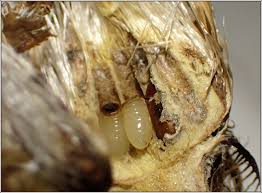 Attēlu rezultāti vaicājumam “Urophora jaceana”