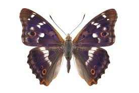 Attēlu rezultāti vaicājumam “Apatura ilia”