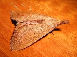 Attēlu rezultāti vaicājumam “Lasiocampidae”