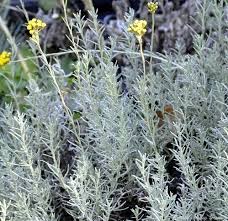 Image result for Helichrysum lindleyii