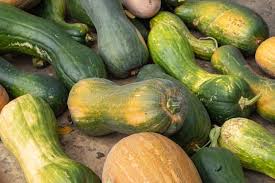 Attēlu rezultāti vaicājumam “Cucurbita pepo”