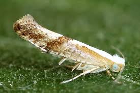 Attēlu rezultāti vaicājumam “Argyresthia semifusca”