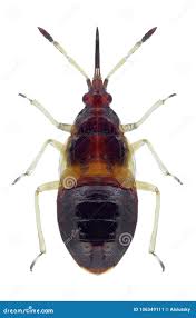 Attēlu rezultāti vaicājumam “Anthocoris nemorum”