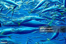 Image result for Clupea pallasii