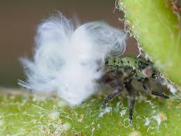 Attēlu rezultāti vaicājumam “Psylla alni nymph”