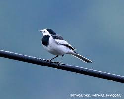 Attēlu rezultāti vaicājumam “Motacilla alba nest”