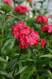 Attēlu rezultāti vaicājumam “Dianthus barbatus”