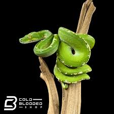 Attēlu rezultāti vaicājumam “Pseudepidalea viridis adult”