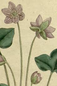 Attēlu rezultāti vaicājumam “Hepatica nobilis”