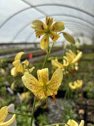 Attēlu rezultāti vaicājumam “Lilium martagon flower”