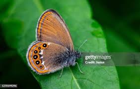 Attēlu rezultāti vaicājumam “Coenonympha hero”