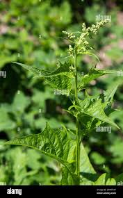 Attēlu rezultāti vaicājumam “Chenopodium bonus-henricus”