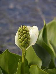 Attēlu rezultāti vaicājumam “Calla palustris”