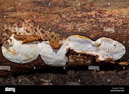 Attēlu rezultāti vaicājumam “Skeletocutis nivea”