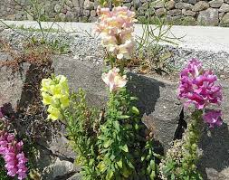 Image result for Antirrhinum majus