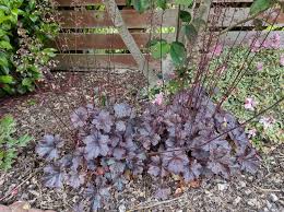 Image result for Heuchera `Midnight Rose`