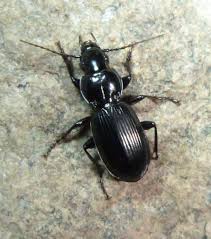 Attēlu rezultāti vaicājumam “Pterostichus melanarius”