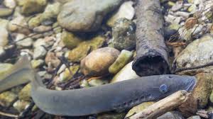 Image result for Lampetra fluviatilis