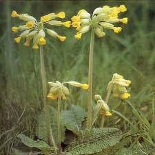 Attēlu rezultāti vaicājumam “Primula veris flower”