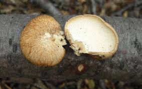 Attēlu rezultāti vaicājumam “Polyporus”