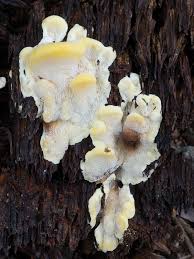 Attēlu rezultāti vaicājumam “Antrodiella serpula”