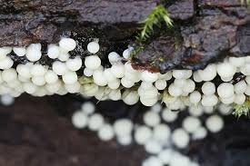 Attēlu rezultāti vaicājumam “Lamproderma gulielmae”