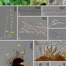Attēlu rezultāti vaicājumam “Erysiphe galeopsidis”