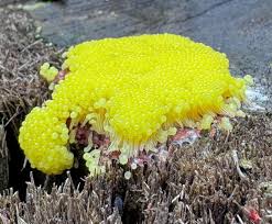 Attēlu rezultāti vaicājumam “Stemonitopsis amoena macro”